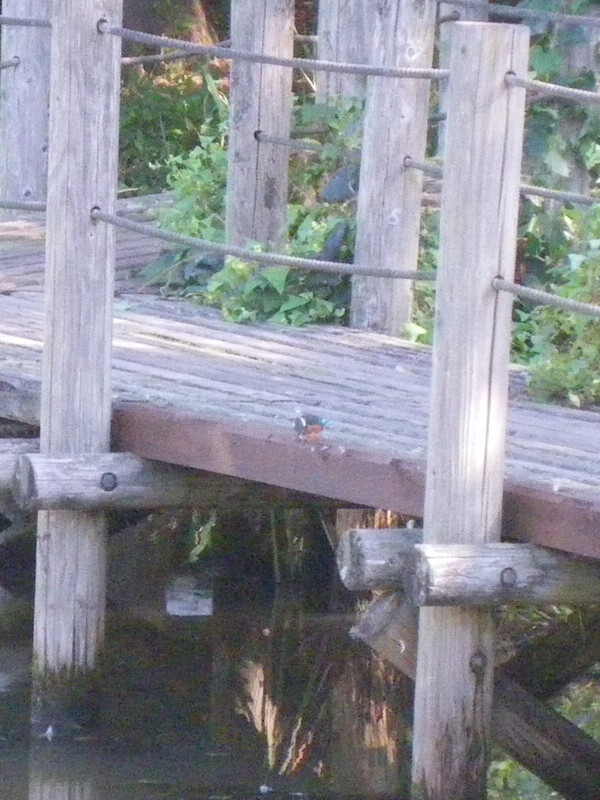 Imgp5375
