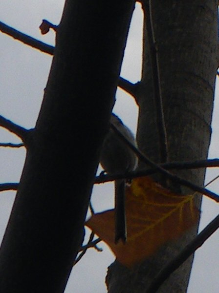 Imgp5117_2