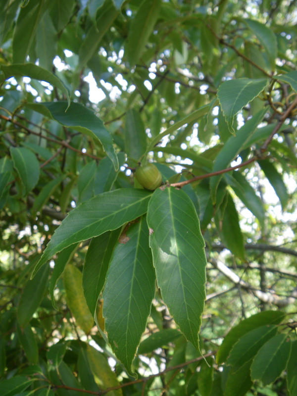 Imgp5654_2
