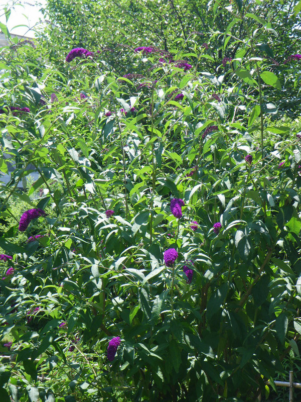 Imgp7179 Imgp7179