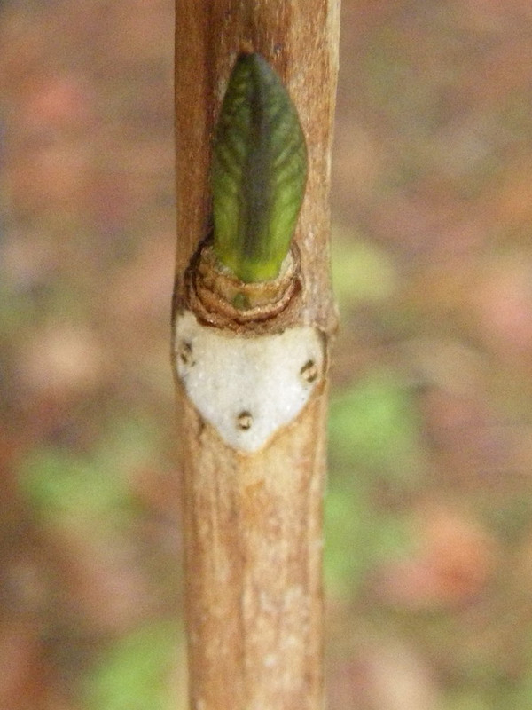 Imgp2866
