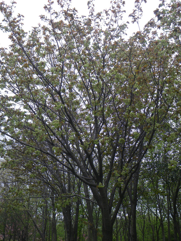 Gyoikou_imgp9964_2