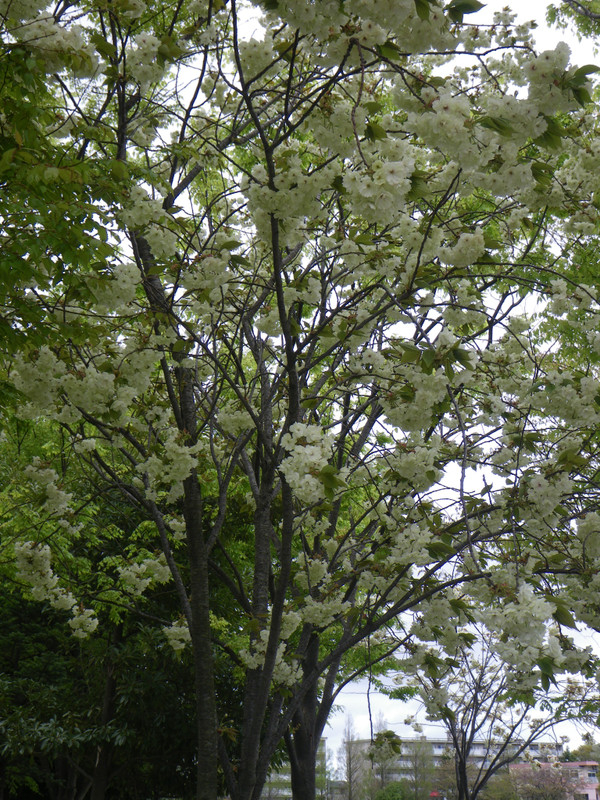 Ukon_imgp9974_2