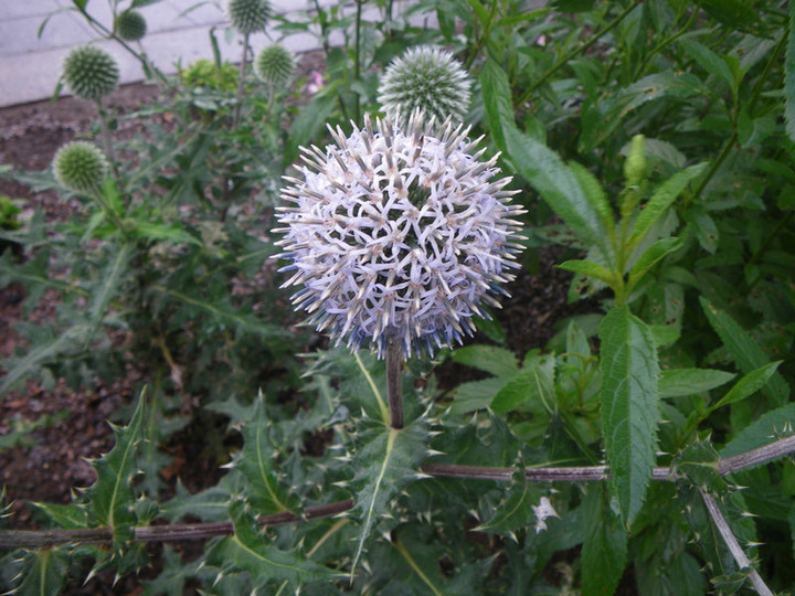 Imgp0953