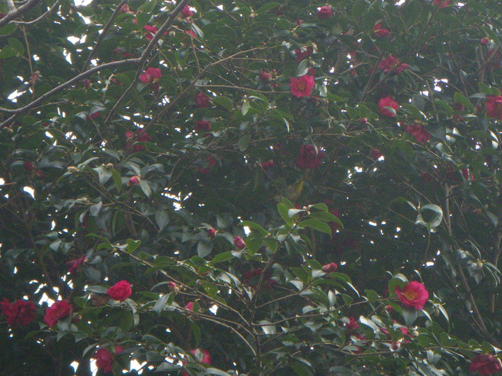 Imgp5986