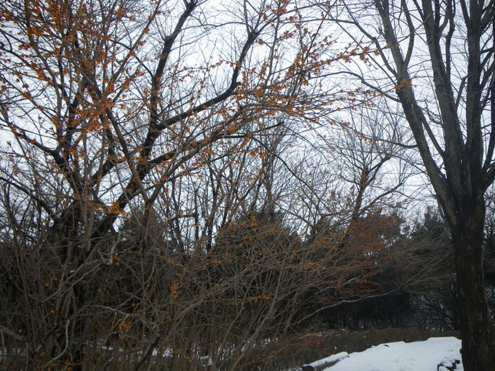 Imgp6065