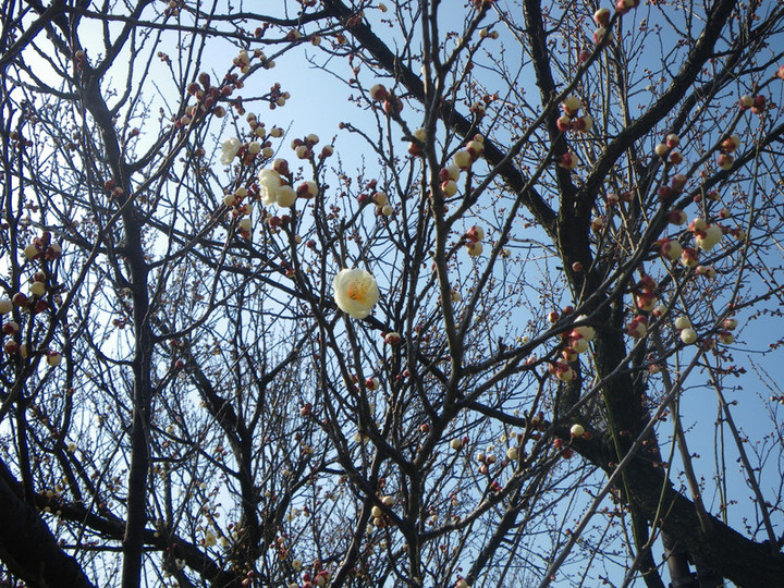 Imgp6224