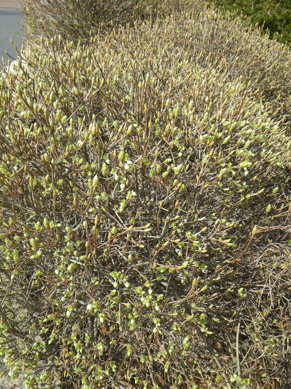 Photo_2