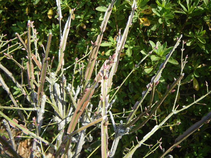 Photo_3