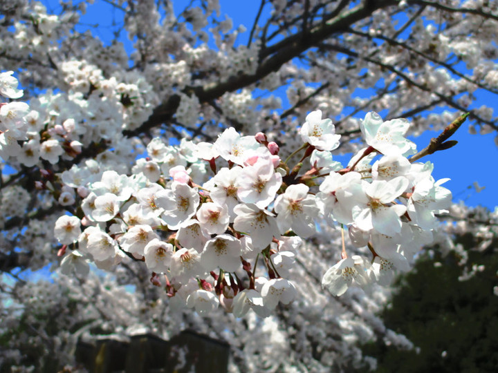 Img_4051 Img_4051