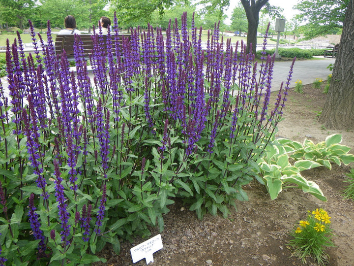 Imgp7198