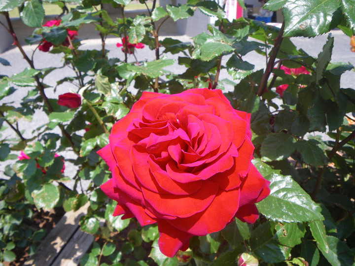 Imgp7381