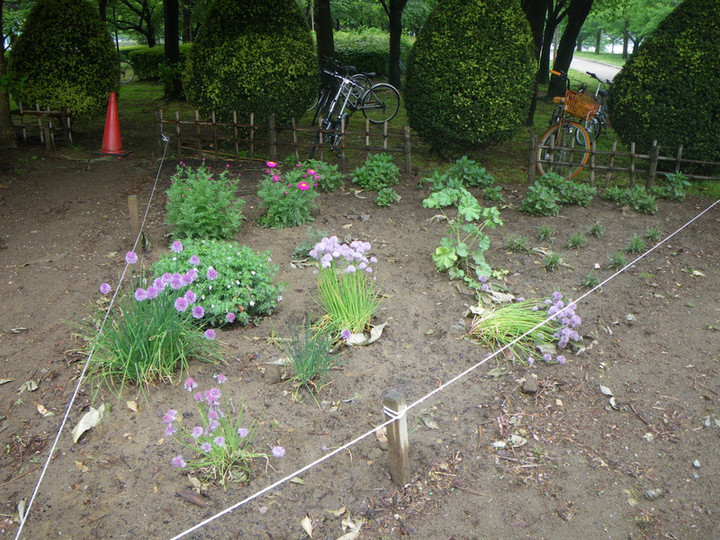 Imgp0603