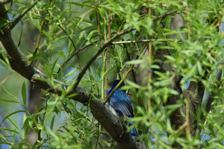 Dsc_0010