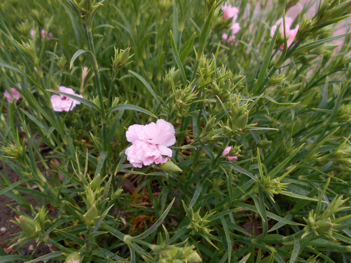 Dscn3991
