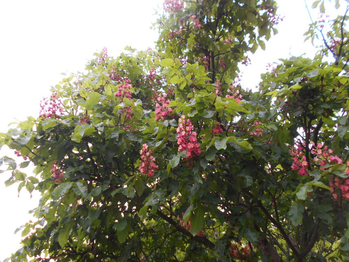 Dscn3994