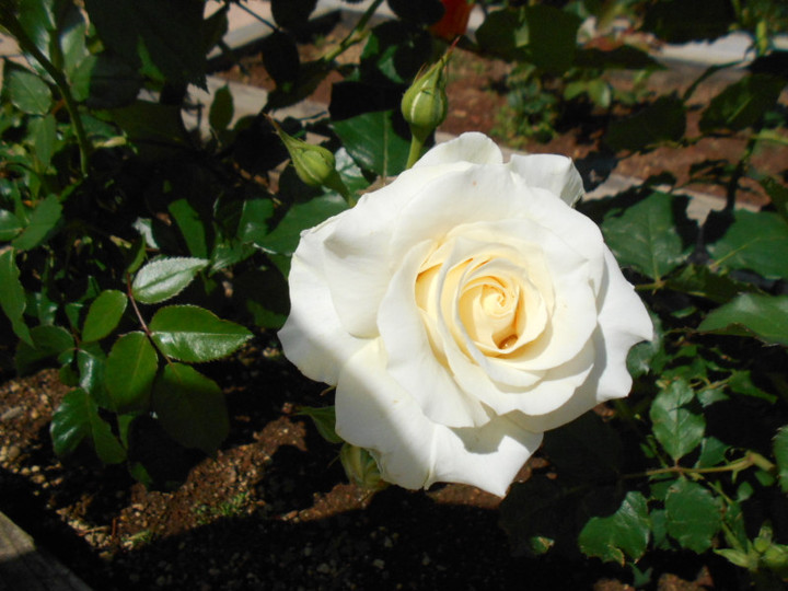 Dscn4306