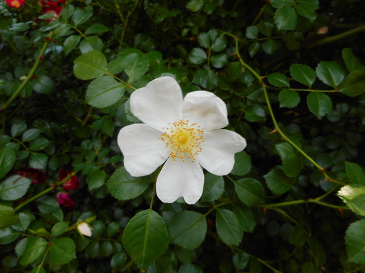 Dscn0140