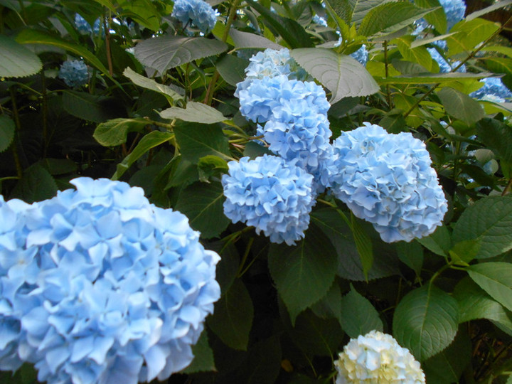 Dscn4545