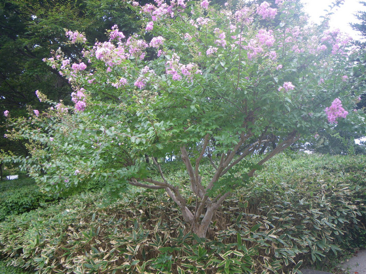 Imgp0187