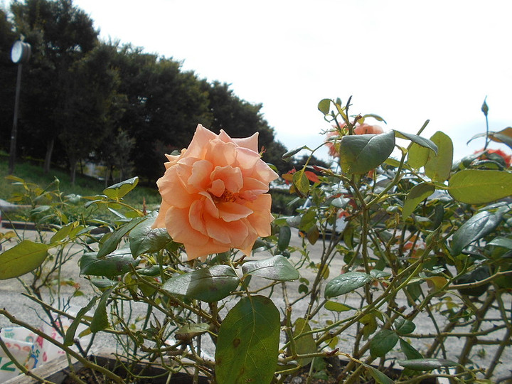 Dscn3975