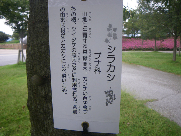 Imgp0268