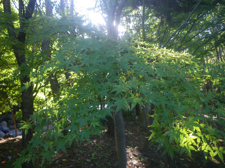 Imgp0413