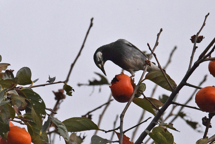 Dsc_1149