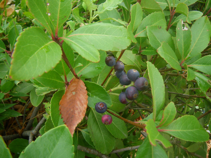 Imgp6912