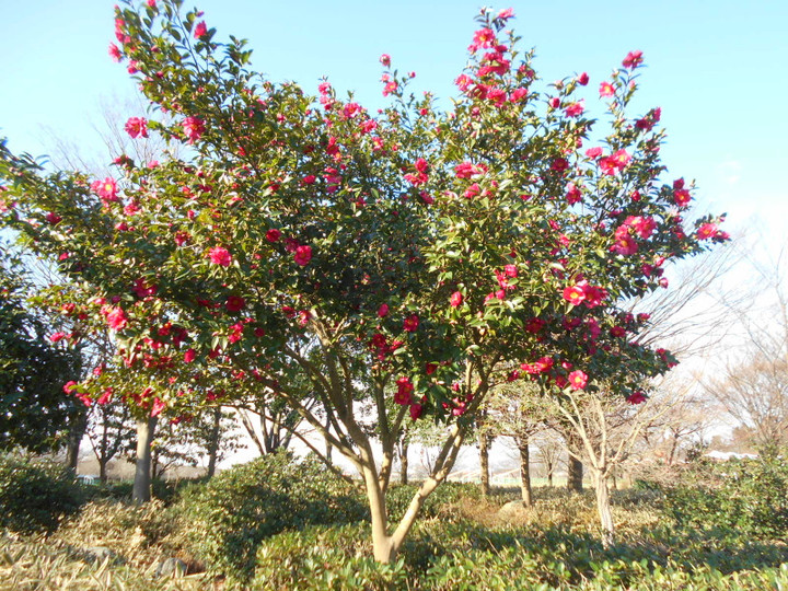 Dscn2081