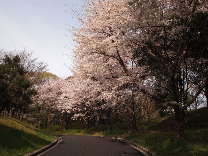 Enronosakura