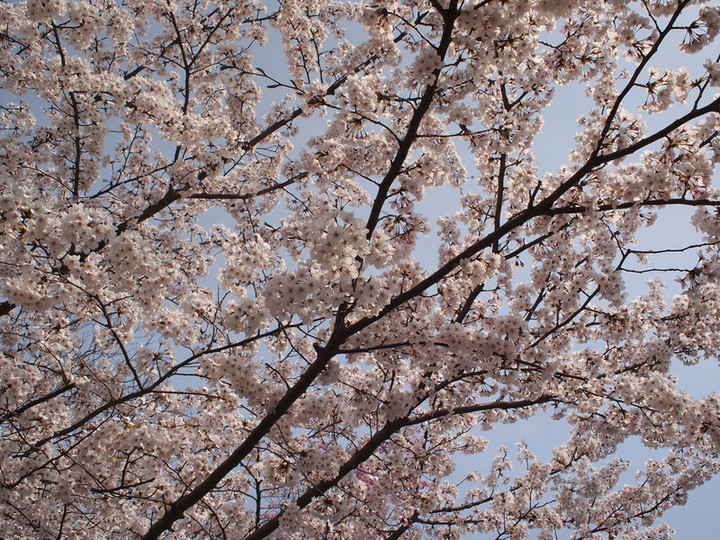 Sakuranohana