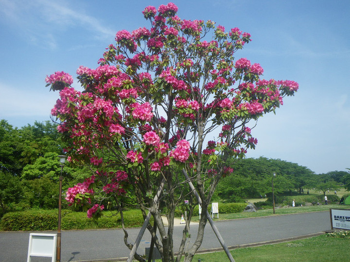 Imgp1720