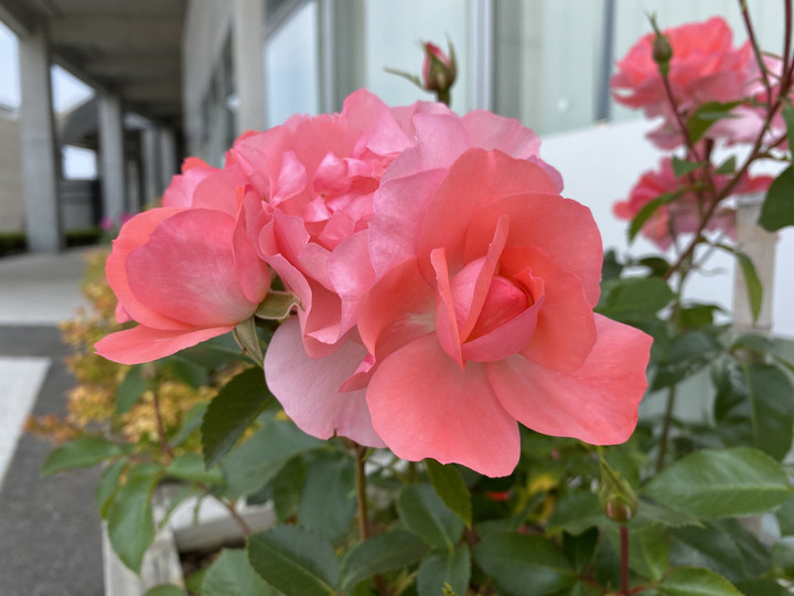 74417d02be864583ac673eaae910a9f8_2