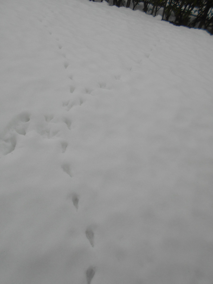 Dscn4448_2