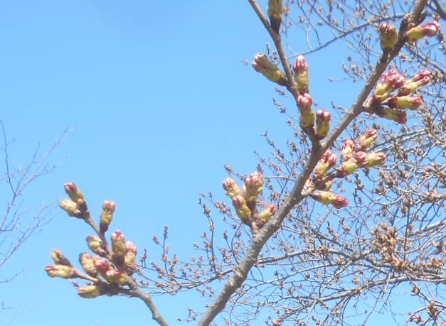 220403sakura_2