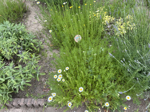 Img_8193 Img_8193