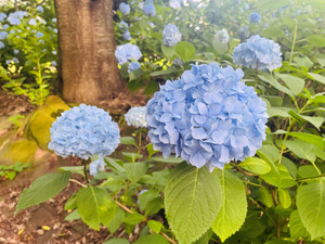 260616in_04